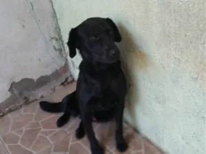 Cachorro raça SRD-ViraLata idade 2 anos nome Pretinho