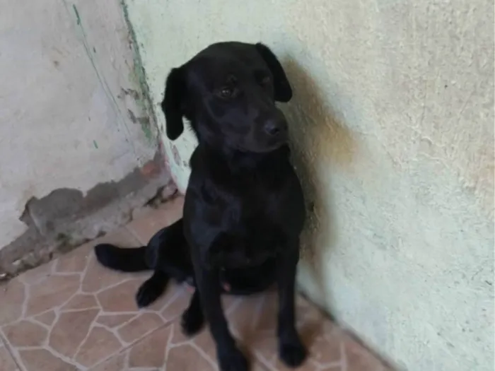 Cachorro ra a SRD-ViraLata idade 2 anos nome Pretinho