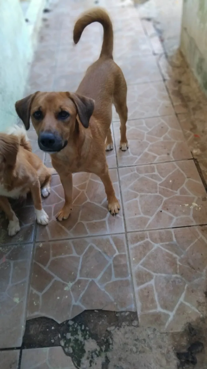 Cachorro ra a SRD-ViraLata idade 7 a 11 meses nome Jámorant