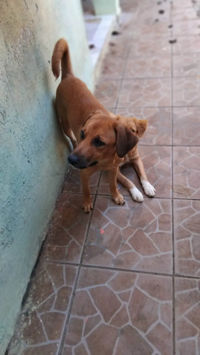 Cachorro ra a SRD-ViraLata idade 7 a 11 meses nome Jámorant