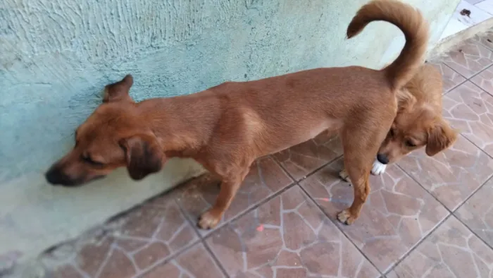 Cachorro ra a SRD-ViraLata idade 7 a 11 meses nome Jámorant