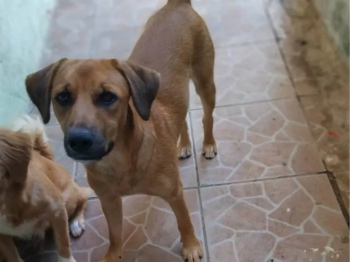 Cachorro ra a SRD-ViraLata idade 7 a 11 meses nome Jámorant