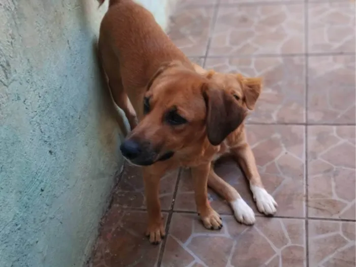 Cachorro ra a SRD-ViraLata idade 7 a 11 meses nome Jámorant