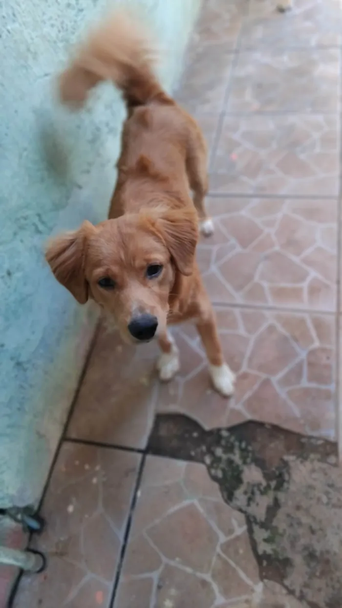 Cachorro ra a SRD-ViraLata idade 7 a 11 meses nome Urso