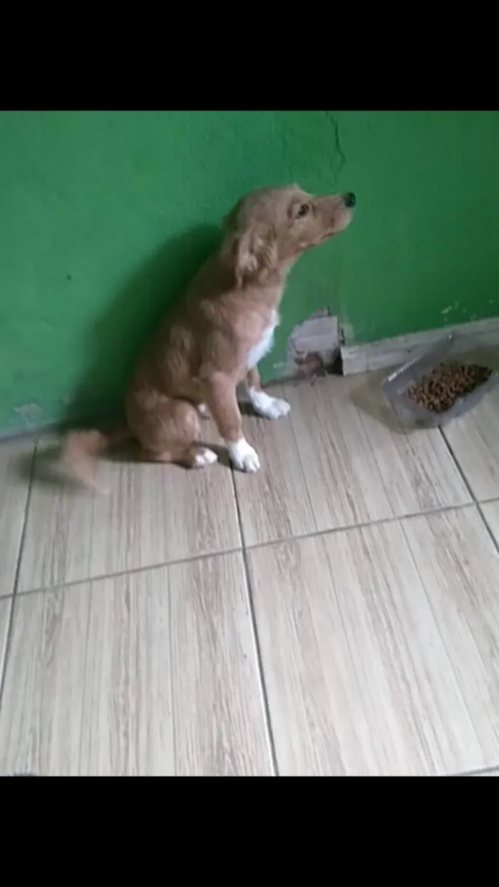 Cachorro ra a SRD-ViraLata idade 7 a 11 meses nome Urso