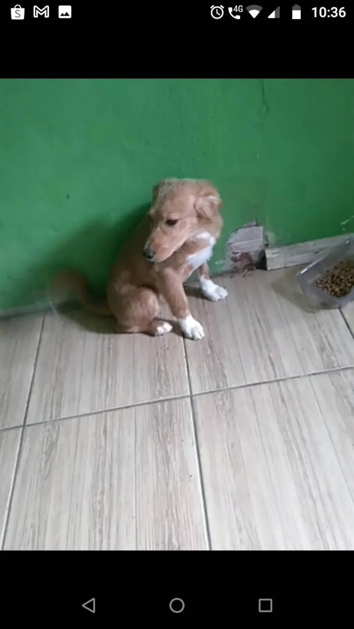 Cachorro ra a SRD-ViraLata idade 7 a 11 meses nome Urso