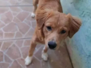 Cachorro raça SRD-ViraLata idade 7 a 11 meses nome Urso