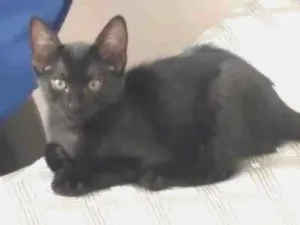 Gato raça Persa idade 2 a 6 meses nome Sem nome ainda