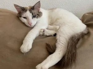 Gato raça SRD-ViraLata idade 2 anos nome Nala 