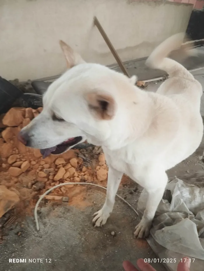 Cachorro ra a SRD-ViraLata idade 3 anos nome Dei o nome de nala e pretinha 