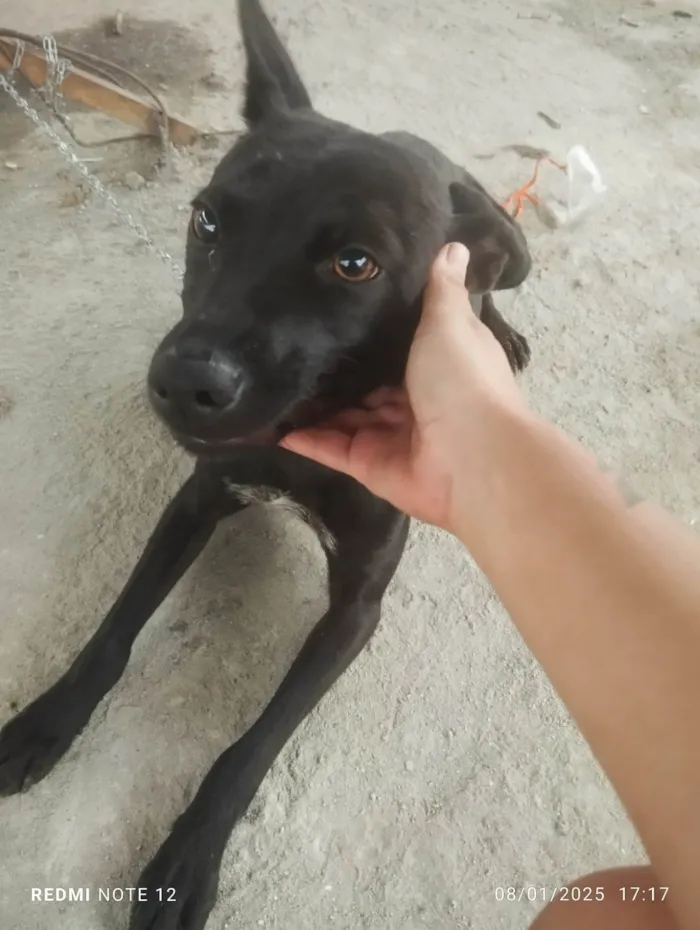 Cachorro ra a SRD-ViraLata idade 3 anos nome Dei o nome de nala e pretinha 