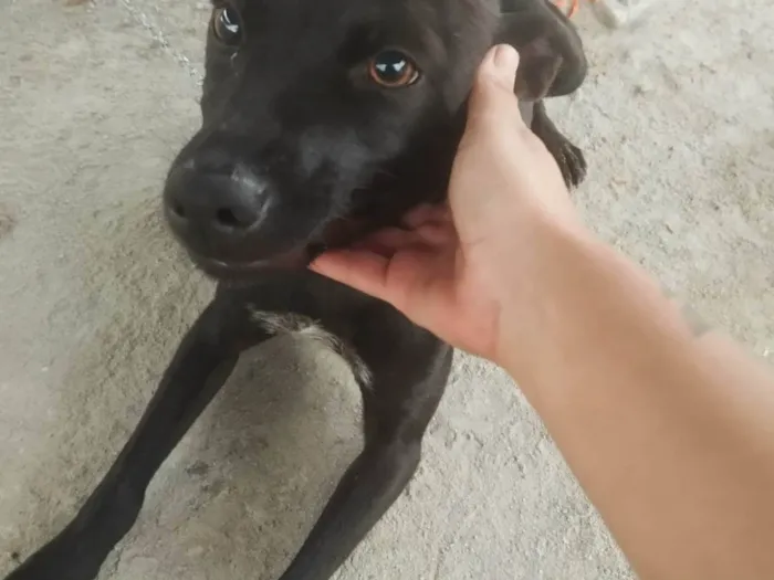 Cachorro ra a SRD-ViraLata idade 3 anos nome Dei o nome de nala e pretinha 