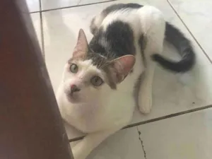 Gato raça SRD-ViraLata idade 3 anos nome Piriquitinho