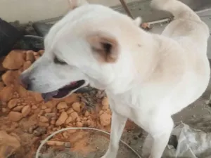 Cachorro raça SRD-ViraLata idade 3 anos nome Dei o nome de nala e pretinha 