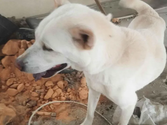 Cachorro ra a SRD-ViraLata idade 3 anos nome Dei o nome de nala e pretinha 