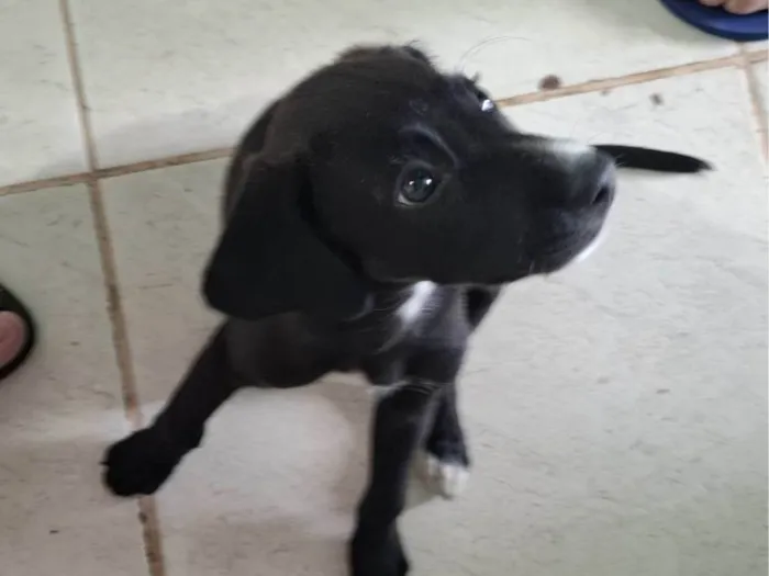 Cachorro ra a SRD-ViraLata idade 2 a 6 meses nome Zezé