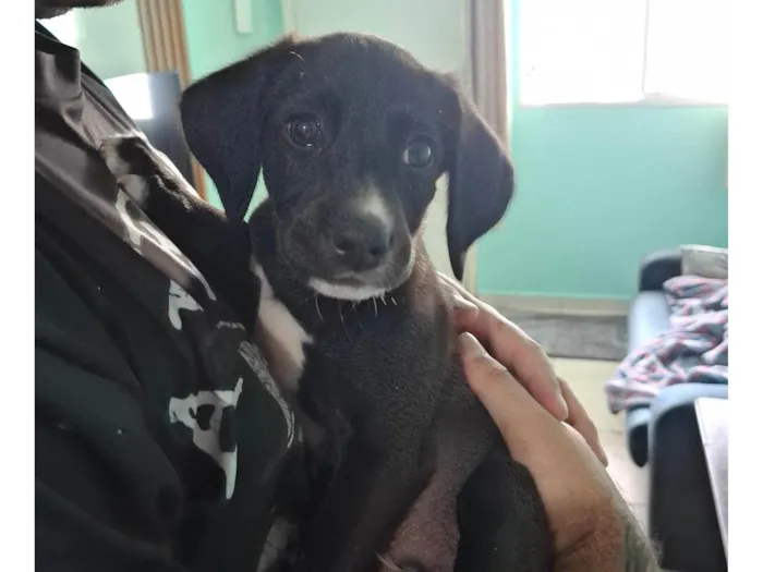 Cachorro ra a SRD-ViraLata idade 2 a 6 meses nome Zezé