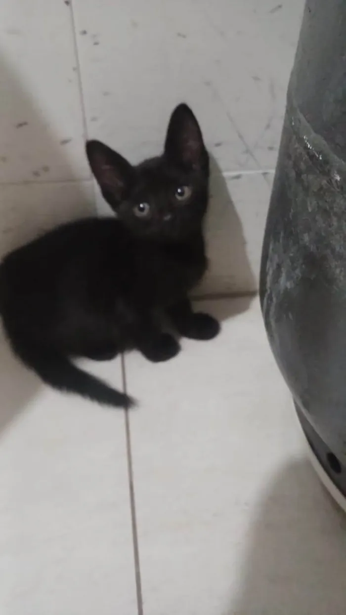 Gato ra a SRD-ViraLata idade Abaixo de 2 meses nome Frida