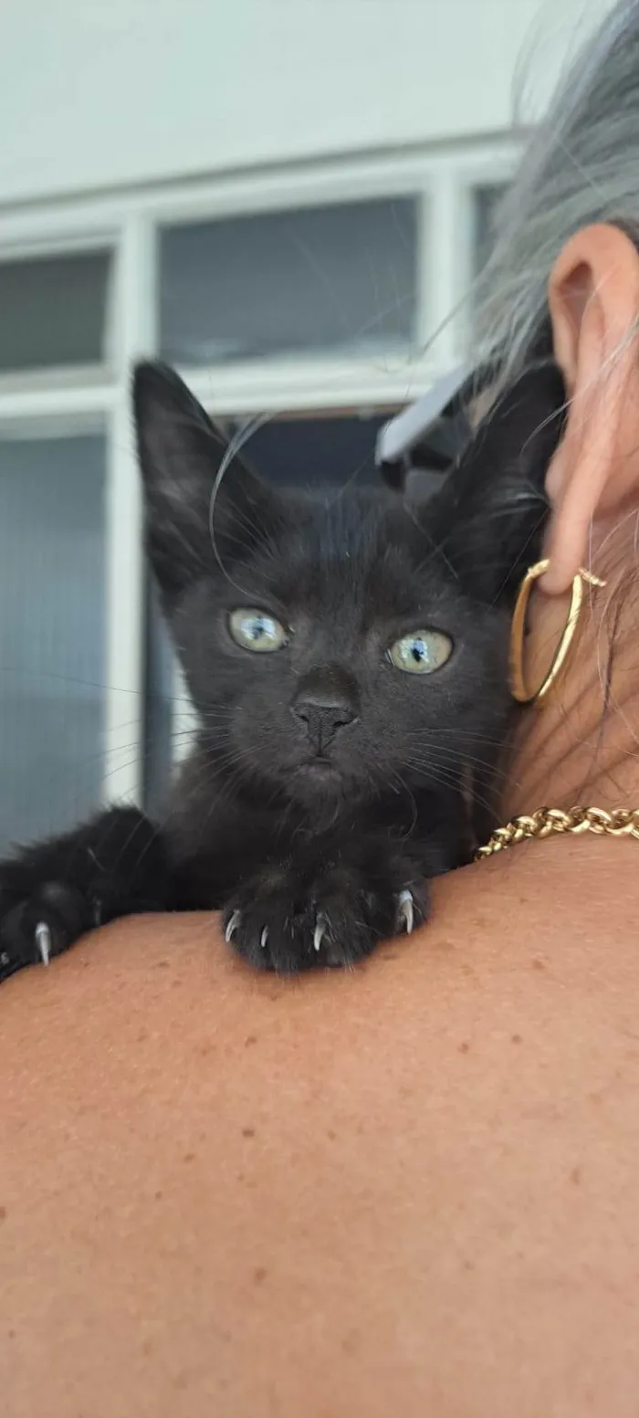 Gato ra a SRD-ViraLata idade Abaixo de 2 meses nome Frida