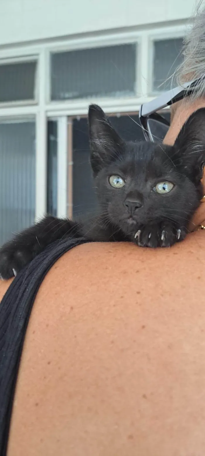 Gato ra a SRD-ViraLata idade Abaixo de 2 meses nome Frida