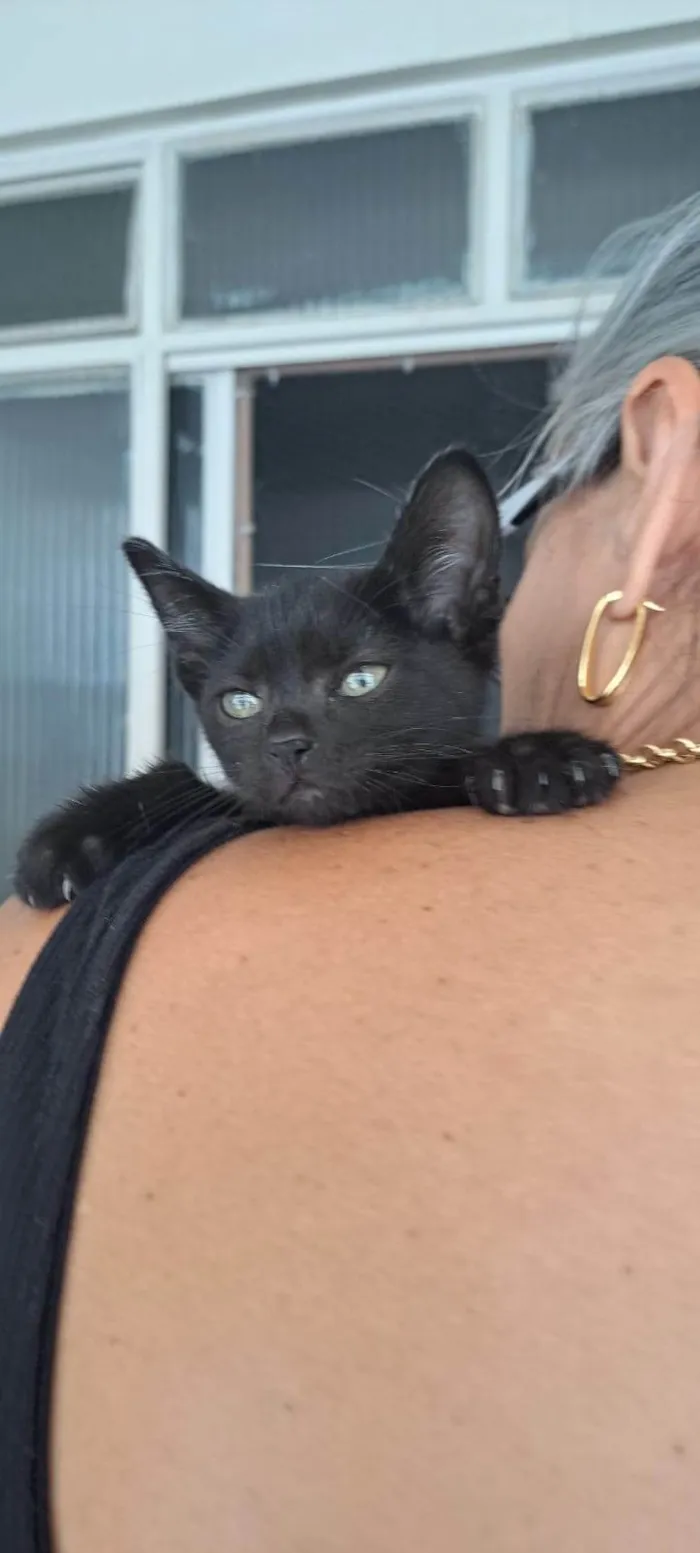 Gato ra a SRD-ViraLata idade Abaixo de 2 meses nome Frida