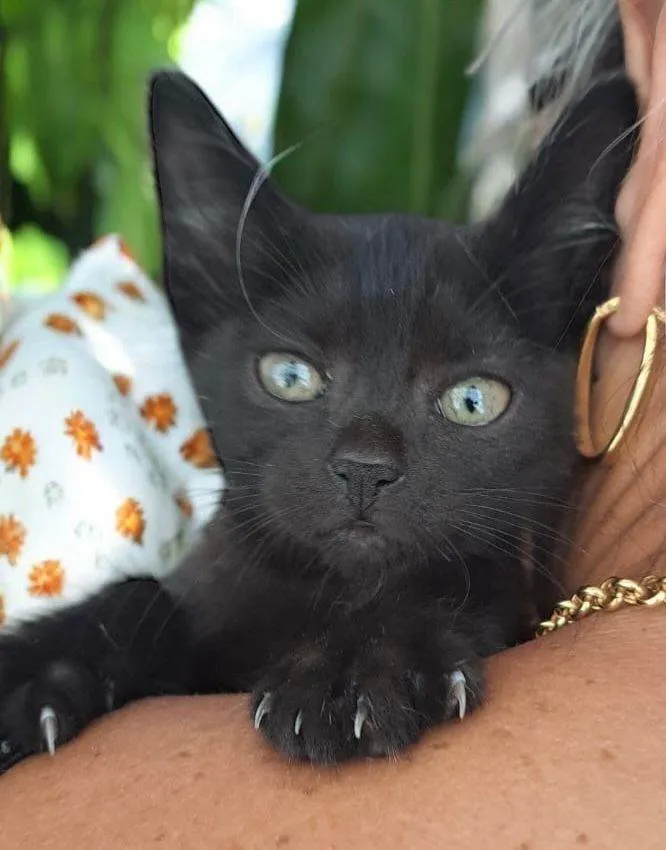 Gato ra a SRD-ViraLata idade Abaixo de 2 meses nome Frida