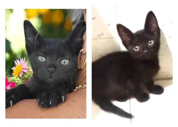 Gato ra a SRD-ViraLata idade Abaixo de 2 meses nome Frida