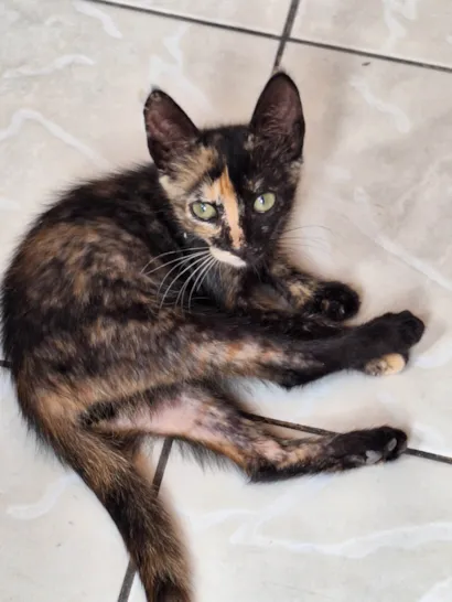 Gato raça SRD-ViraLata idade 2 a 6 meses nome Mia
