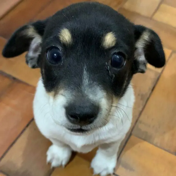 Cachorro ra a SRD-ViraLata idade 2 a 6 meses nome Sem nome