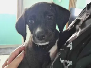 Cachorro raça SRD-ViraLata idade 2 a 6 meses nome Zezé