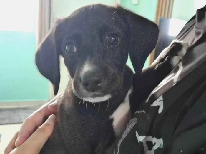 Cachorro ra a SRD-ViraLata idade 2 a 6 meses nome Zezé