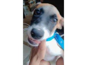 Cachorro raça SRD-ViraLata idade 2 a 6 meses nome Ravi