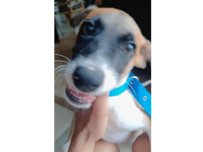 Cachorro ra a SRD-ViraLata idade 2 a 6 meses nome Ravi