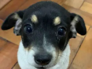 Cachorro raça SRD-ViraLata idade 2 a 6 meses nome Sem nome