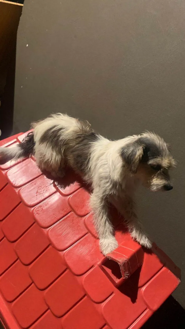 Cachorro ra a SRD-ViraLata idade 2 anos nome Prince