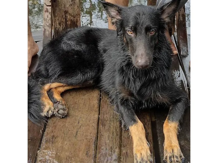 Cachorro ra a Pastor Alemão idade 3 anos nome Apollo 