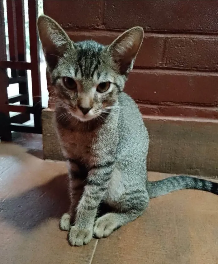 Gato ra a SRD-ViraLata idade 2 a 6 meses nome Éris