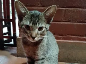 Gato raça SRD-ViraLata idade 2 a 6 meses nome Éris