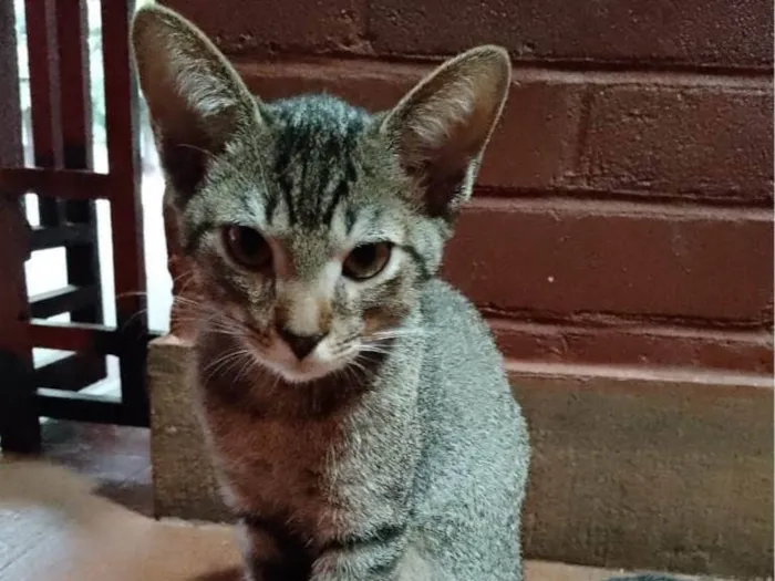 Gato ra a SRD-ViraLata idade 2 a 6 meses nome Éris