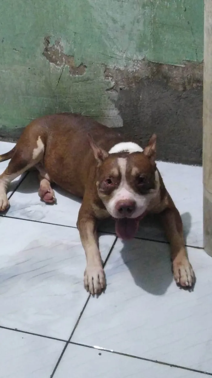 Cachorro ra a Pit-Bull idade 2 a 6 meses nome Jesus