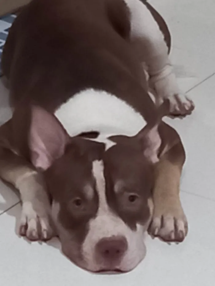 Cachorro ra a Pit-Bull idade 2 a 6 meses nome Jesus