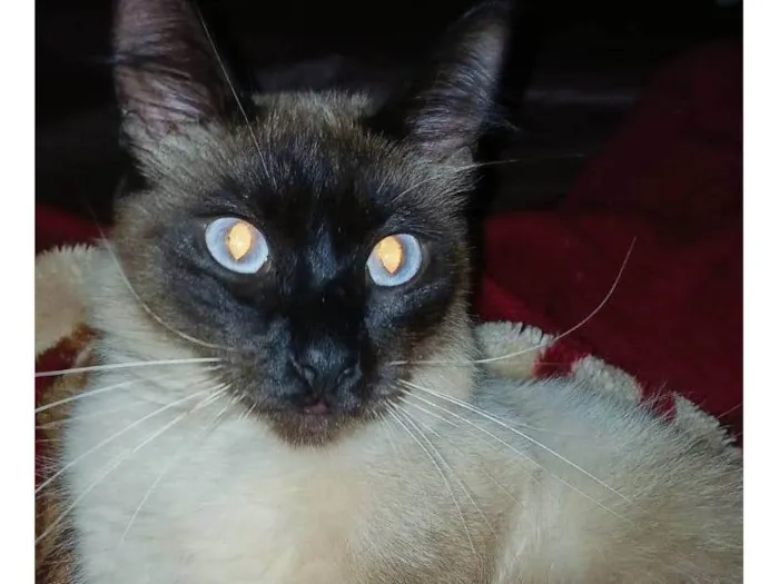 Gato ra a SRD-ViraLata idade 3 anos nome Simba