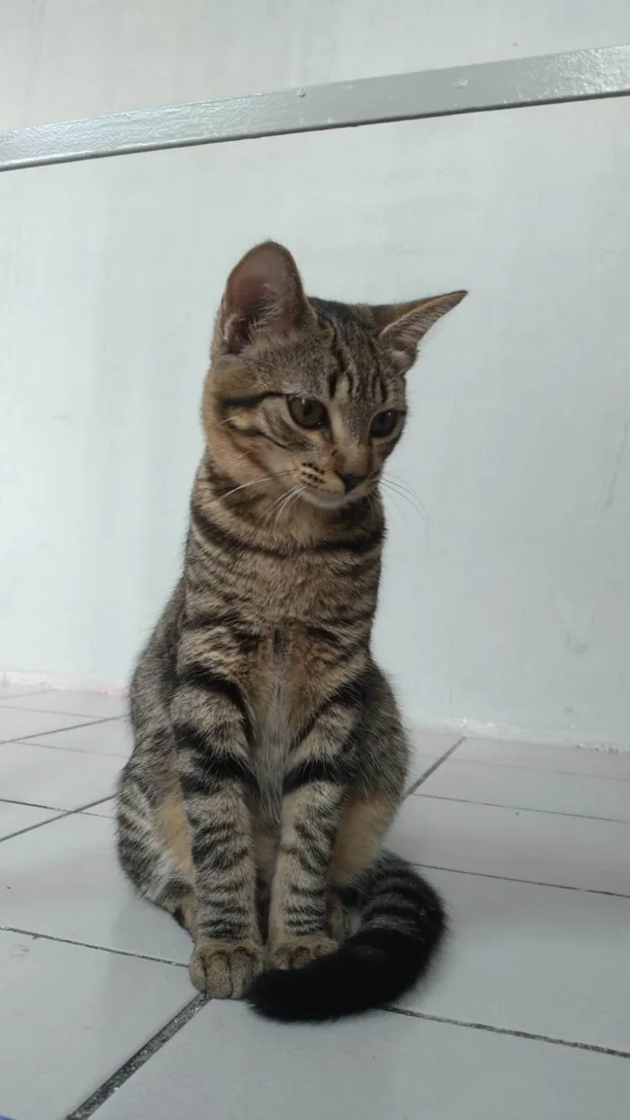 Gato ra a SRD-ViraLata idade 2 a 6 meses nome Circe