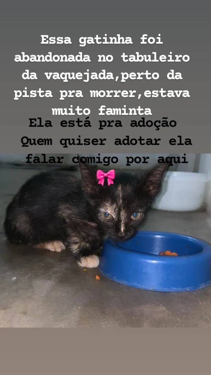 Gato ra a SRD-ViraLata idade Abaixo de 2 meses nome Amora