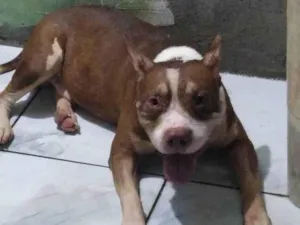 Cachorro raça Pit-Bull idade 2 a 6 meses nome Jesus