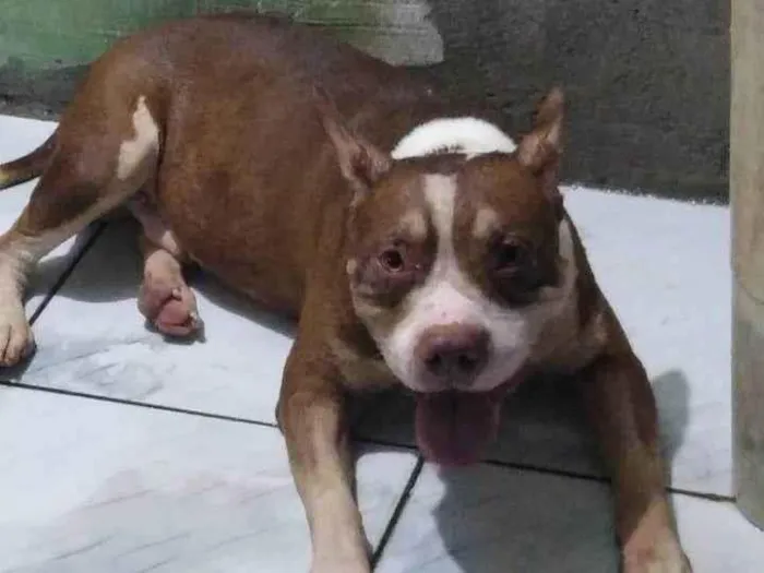 Cachorro ra a Pit-Bull idade 2 a 6 meses nome Jesus