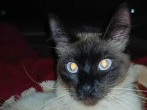 Gato raça SRD-ViraLata idade 3 anos nome Simba