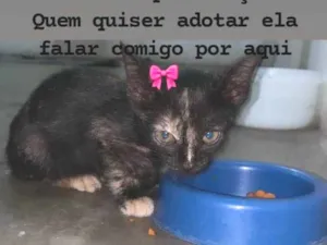 Gato raça SRD-ViraLata idade Abaixo de 2 meses nome Amora