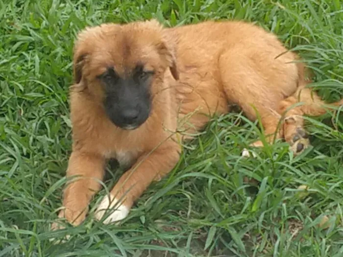 Cachorro ra a SRD-ViraLata idade 2 a 6 meses nome Princesa 