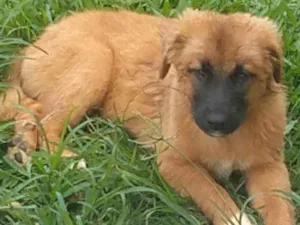 Cachorro raça SRD-ViraLata idade 2 a 6 meses nome Princesa 